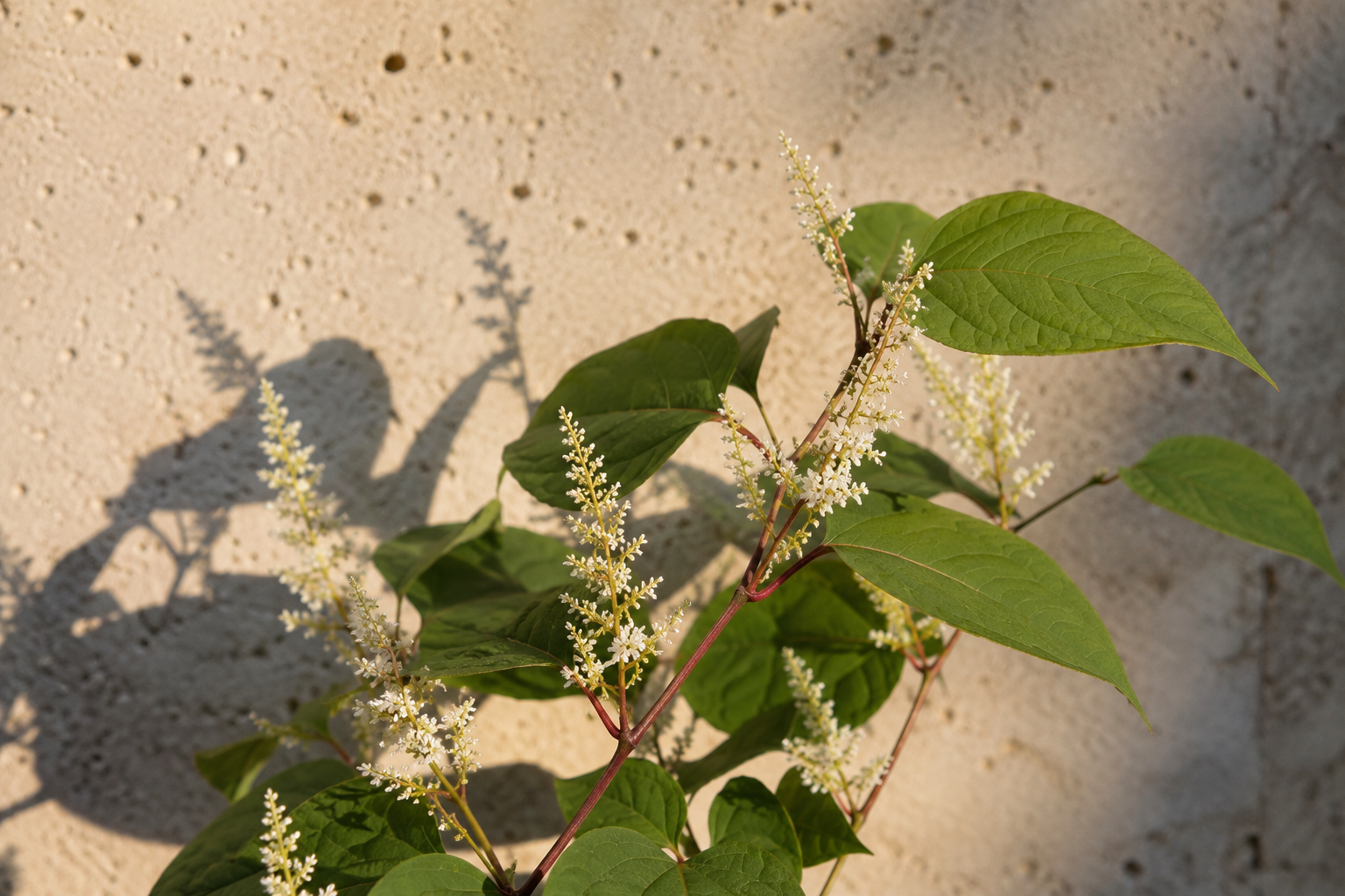 Trans-Resveratrol